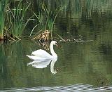 Mute Swan 9Y084D-023